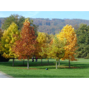 Genießen Bild anzeigen